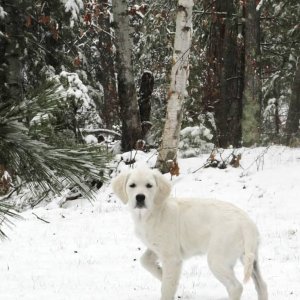 skye-a-snow-bear-and-snow-white-offspring