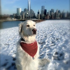 tiberius-holiday-2016-in-nyc