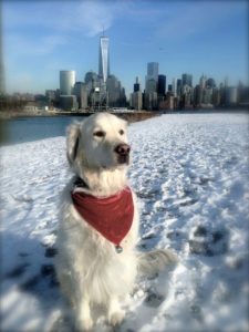 tiberius-holiday-2016-in-nyc